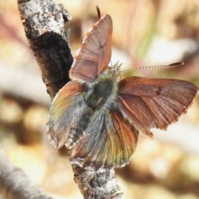 Paralucia spinifera (Bathurst or Purple Copper Butterfly) at Namadgi National Park - 7 Sep 2023 by JohnBundock