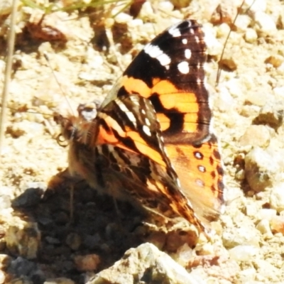 Vanessa kershawi (Australian Painted Lady) at Namadgi National Park - 7 Sep 2023 by JohnBundock