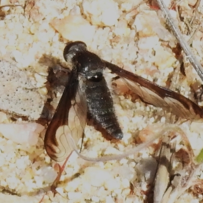 Aleucosia sp. (genus) (Bee Fly) at Namadgi National Park - 7 Sep 2023 by JohnBundock