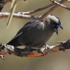 Artamus cyanopterus (Dusky Woodswallow) at Rendezvous Creek, ACT - 7 Sep 2023 by JohnBundock