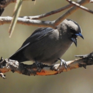 Artamus cyanopterus at Rendezvous Creek, ACT - 7 Sep 2023 10:45 AM