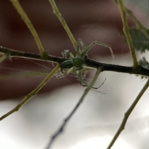 Lehtinelagia sp. (genus) at Russell, ACT - 7 Sep 2023