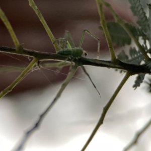 Lehtinelagia sp. (genus) at Russell, ACT - 7 Sep 2023