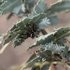 Sandalodes bipenicillatus at Russell, ACT - 7 Sep 2023