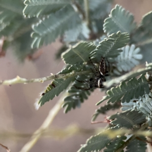 Sandalodes bipenicillatus at Russell, ACT - 7 Sep 2023