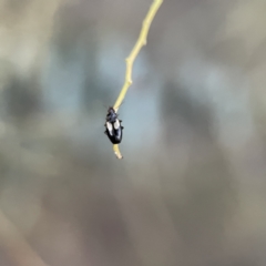 Sarothrocrepis civica (An arboreal 'ground' beetle) at Russell, ACT - 7 Sep 2023 by Hejor1