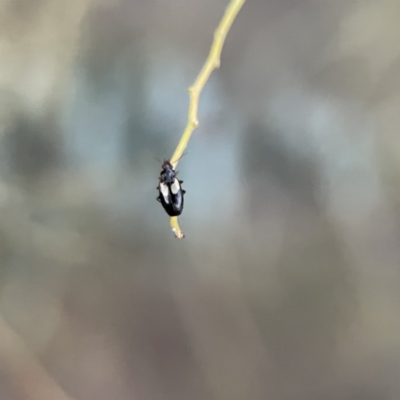 Sarothrocrepis civica (An arboreal 'ground' beetle) at Russell, ACT - 7 Sep 2023 by Hejor1