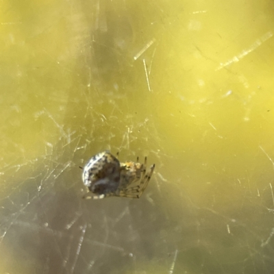 Parasteatoda sp. (genus) (A comb-footed spider) at Russell, ACT - 7 Sep 2023 by Hejor1