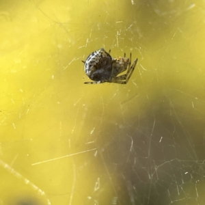 Parasteatoda sp. (genus) at Russell, ACT - 7 Sep 2023 11:12 AM