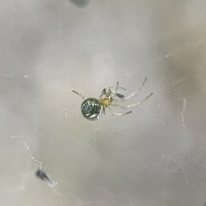 Parasteatoda sp. (genus) at Russell, ACT - 7 Sep 2023 11:12 AM