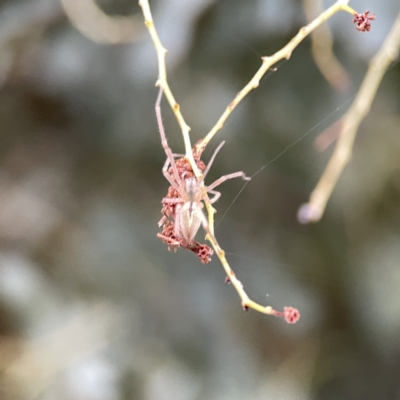 Cheiracanthium gracile (Slender sac spider) at Russell, ACT - 7 Sep 2023 by Hejor1