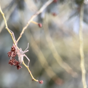 Cheiracanthium gracile at Russell, ACT - 7 Sep 2023