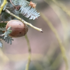 Paropsis atomaria at Russell, ACT - 7 Sep 2023 05:03 PM