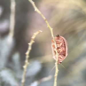 Paropsis atomaria at Russell, ACT - 7 Sep 2023