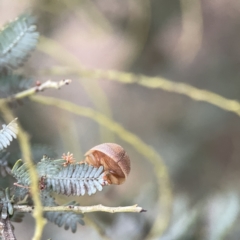 Paropsis atomaria at Russell, ACT - 7 Sep 2023 05:03 PM