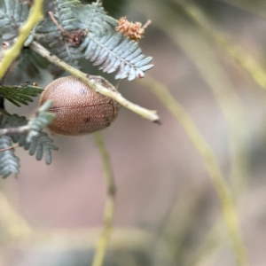 Paropsis atomaria at Russell, ACT - 7 Sep 2023