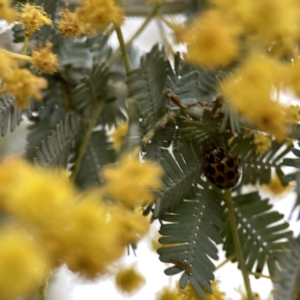 Harmonia conformis at Russell, ACT - 7 Sep 2023