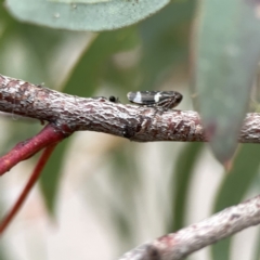 Eurymeloides punctata (Gumtree hopper) at Russell, ACT - 7 Sep 2023 by Hejor1