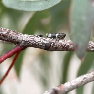 Eurymeloides punctata at Russell, ACT - 7 Sep 2023