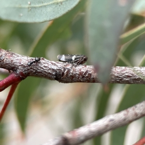 Eurymeloides punctata at Russell, ACT - 7 Sep 2023