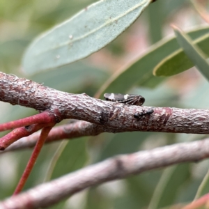 Eurymeloides punctata at Russell, ACT - 7 Sep 2023