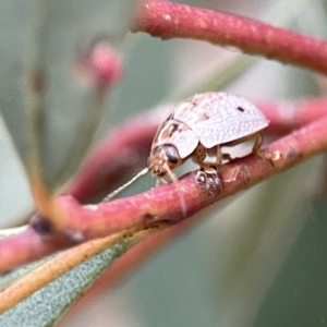 Paropsisterna m-fuscum at Russell, ACT - 7 Sep 2023