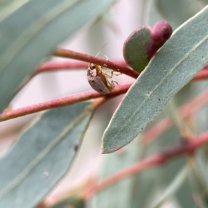 Paropsisterna m-fuscum at Russell, ACT - 7 Sep 2023