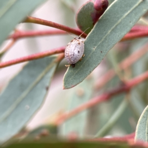 Paropsisterna m-fuscum at Russell, ACT - 7 Sep 2023