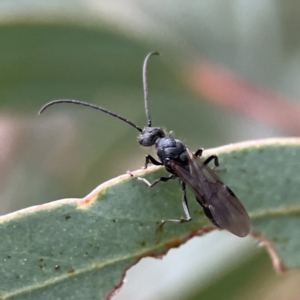 Myrmecia sp., pilosula-group at Russell, ACT - 7 Sep 2023