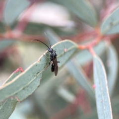 Myrmecia sp., pilosula-group at Russell, ACT - 7 Sep 2023