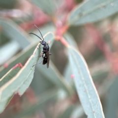 Myrmecia sp., pilosula-group at Russell, ACT - 7 Sep 2023 04:54 PM