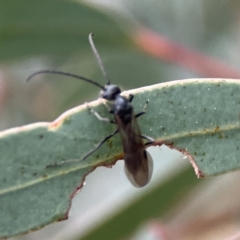 Myrmecia sp., pilosula-group at Russell, ACT - 7 Sep 2023 04:54 PM