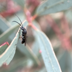 Myrmecia sp., pilosula-group at Russell, ACT - 7 Sep 2023