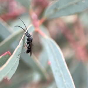 Myrmecia sp., pilosula-group at Russell, ACT - 7 Sep 2023