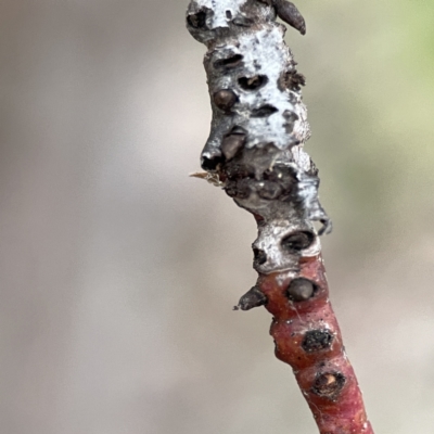 Eucalyptus insect gall at Russell, ACT - 7 Sep 2023 by Hejor1