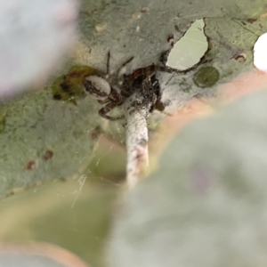 Thomisidae (family) at Russell, ACT - 7 Sep 2023 04:45 PM