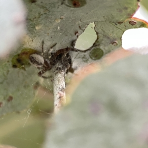 Thomisidae (family) at Russell, ACT - 7 Sep 2023 04:45 PM