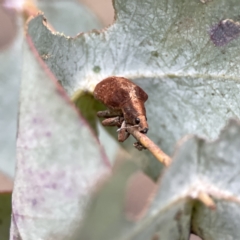 Gonipterus sp. (genus) (Eucalyptus Weevil) at Russell, ACT - 7 Sep 2023 by Hejor1