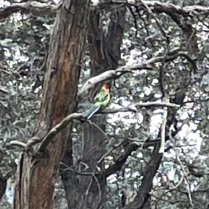 Platycercus eximius at Russell, ACT - 7 Sep 2023