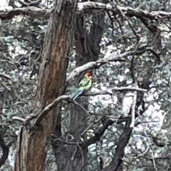 Platycercus eximius at Russell, ACT - 7 Sep 2023