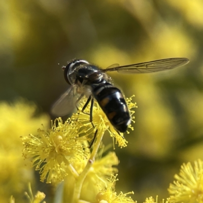 Melangyna viridiceps (Hover fly) at Russell, ACT - 7 Sep 2023 by Hejor1