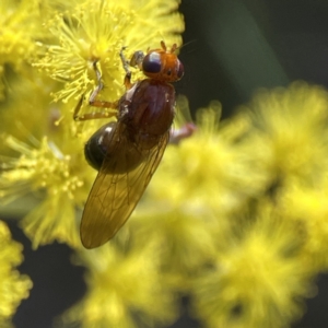 Rhagadolyra magnicornis at Russell, ACT - 7 Sep 2023 11:14 AM