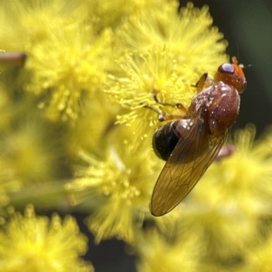 Rhagadolyra magnicornis at Russell, ACT - 7 Sep 2023 11:14 AM