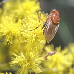 Rhagadolyra magnicornis at Russell, ACT - 7 Sep 2023 11:14 AM