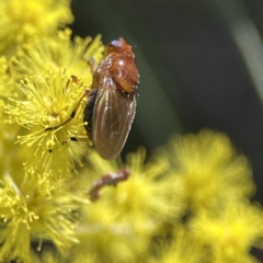 Rhagadolyra magnicornis at Russell, ACT - 7 Sep 2023 11:14 AM