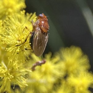 Rhagadolyra magnicornis at Russell, ACT - 7 Sep 2023 11:14 AM