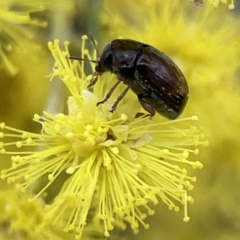 Cryptocephalinae (sub-family) at Russell, ACT - 7 Sep 2023