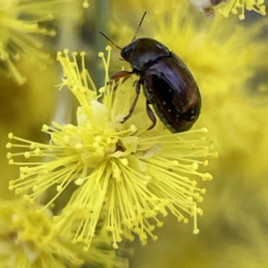 Cryptocephalinae (sub-family) at Russell, ACT - 7 Sep 2023