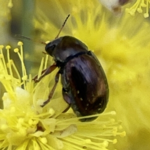 Cryptocephalinae (sub-family) at Russell, ACT - 7 Sep 2023