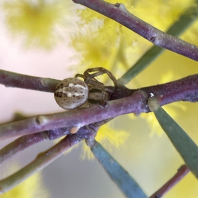 Australomisidia pilula (Lozenge-shaped Flower Spider) at Russell, ACT - 7 Sep 2023 by Hejor1